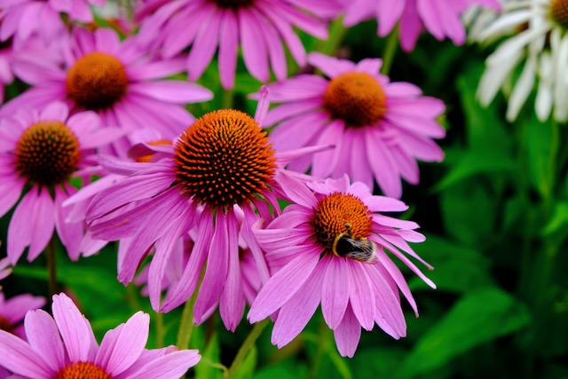 Flowers with a bumble bee