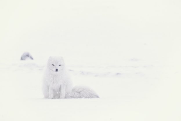 snow fox